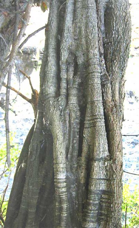 Haematoxylum brasiletto-trunk.jpg