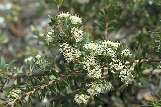 <i>Hakea ruscifolia</i> Species of shrub in the family Proteacea endemic to Western Australia