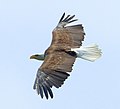 Latina: Haliaeetus leucocephalus English: Bald Eagle Deutsch: Weißkopfseeadler