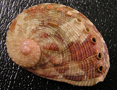 Haliotis_coccoradiata