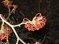 Hamamelis 'Jelena' close-up flowers