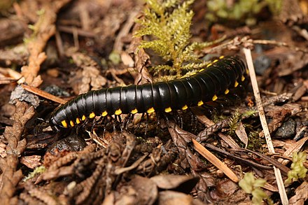 Многоножка. Anadenobolus monilicornis. Многоножка Millipede. Двухвостка многоножка. Двупарноногие многоножки.