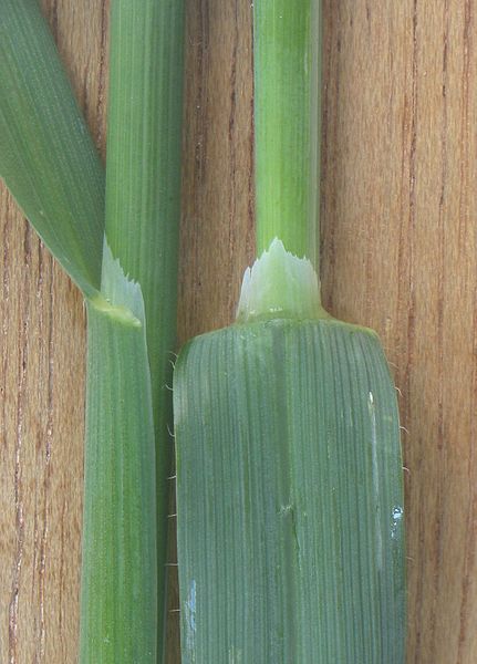 File:Haver Avena sativa ligula.jpg