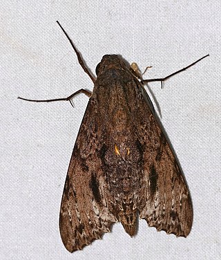 <i>Isognathus swainsonii</i> Species of moth