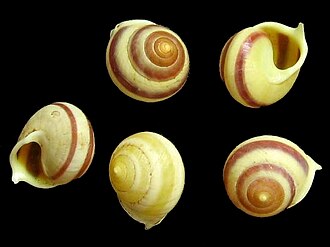 Five shells of Helicina rostrata Helicina rostrata.jpg