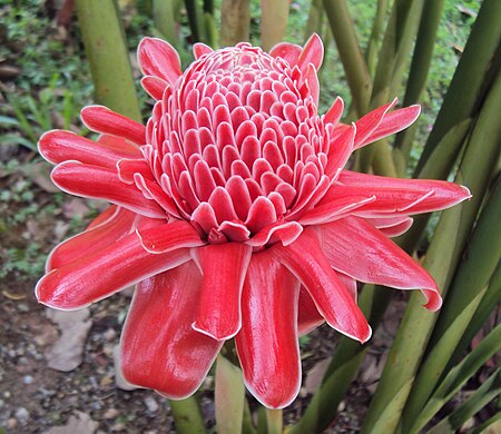Fail:Heliconia - torch ginger.jpg