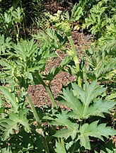 Cow parsnip (Heracleum lanatum) buds & leaves