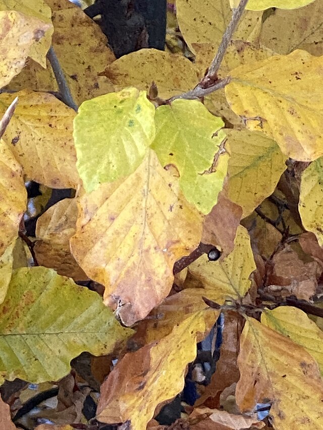 Farbfotografie einiger Blätter in meinem Garten im Herbst