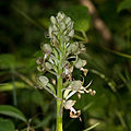 Bocks-Riemenzunge (Himantoglossum hircinum)