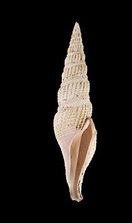 <i>Hindsiclava alesidota</i> species of mollusc