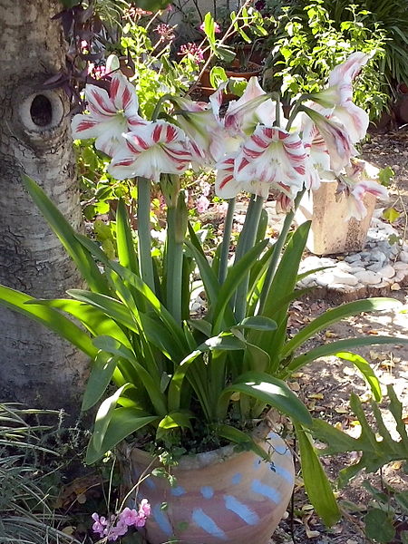 File:Hippeastrum ambiguum kdumim 04.jpg