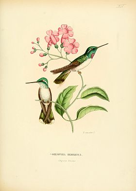 Oreopyra hemileuca = Lampornis hemileucus (cat)