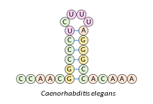 Histone stem–loop structure Caenorhabditis elegans.svg