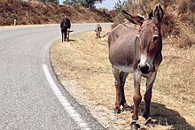 A hobbled donkey in Sardinia Hobbles on a donkey.jpg