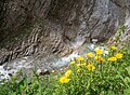 * Nomination Arnica montana and other Alpine vegetation in the Höhenbach gorge. Holzgau, Tirol, Austria --Basotxerri 08:46, 13 November 2016 (UTC) * Promotion Good quality. --Zcebeci 10:49, 13 November 2016 (UTC)