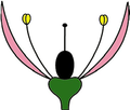 Homoclamídea (só pétalos)