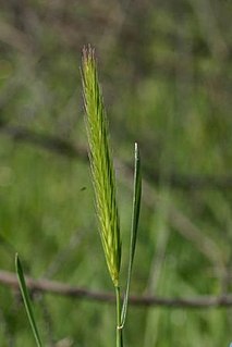 <i>Hordeum brachyantherum</i>