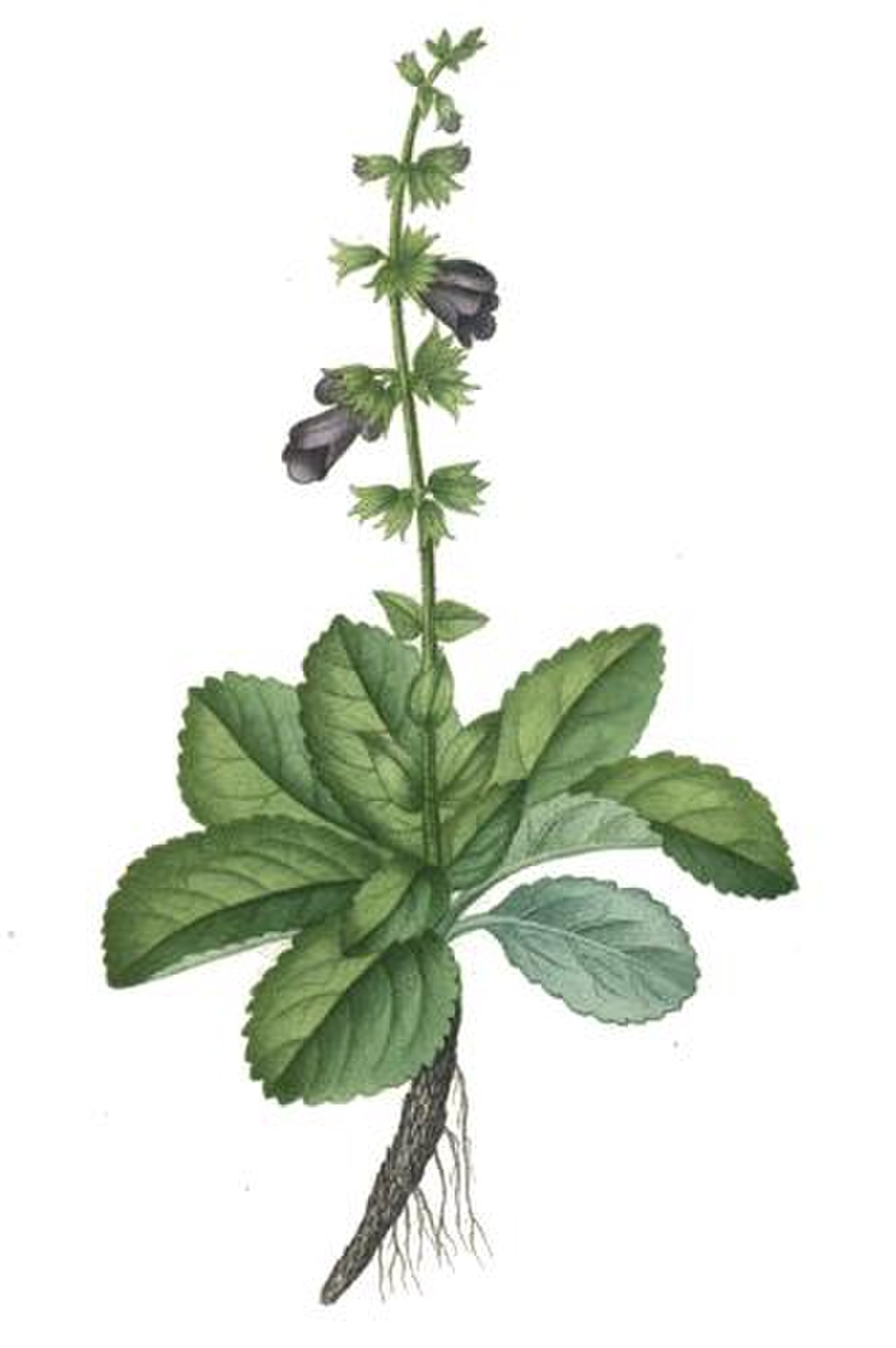 Lallemantia royleana рисунок