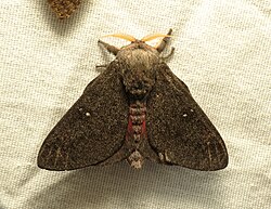 Hubbard's Silk Moth (37183852512).jpg