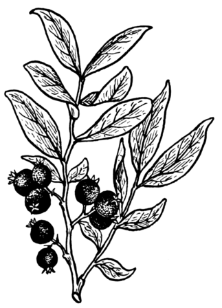 Drawing of huckleberry