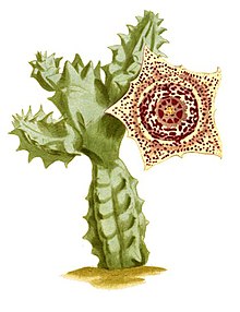 Huernia guttata-cropped.jpg