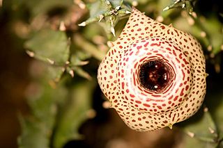 <i>Huernia guttata</i> Species of plant in the genus Huernia