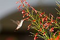 Humming Bonaire Bird 2011 (5454473974).jpg