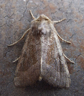 <i>Hydraecia petasitis</i> Species of moth