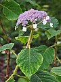 Hydrangea sargentiana, Hortensja Sargenta, 2020-07-28