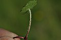 Hydrocotyle modesta