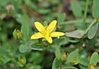 Hypericum humifusum by Danny S. - 001.jpg