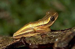 Descrizione dell'immagine Hypsiboas leptolineatus.jpg.