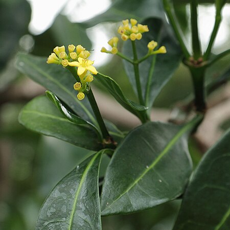 Psychotria_capensis