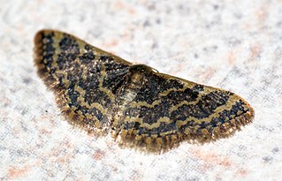 <i>Idaea purpurea</i> Species of moth
