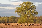 Liste Der Naturschutzgebiete In Wolfsburg: Wikimedia-Liste