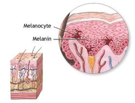 Melanosit