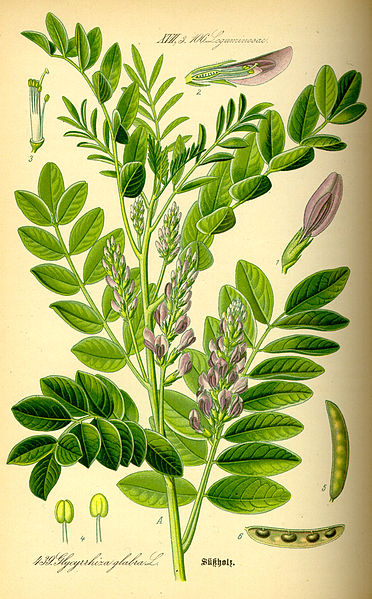 File:Illustration Glycyrrhiza glabra0.jpg