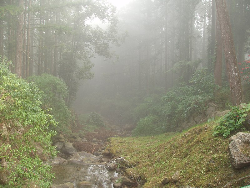 File:In the Xitou Forest Recreational Area.jpg