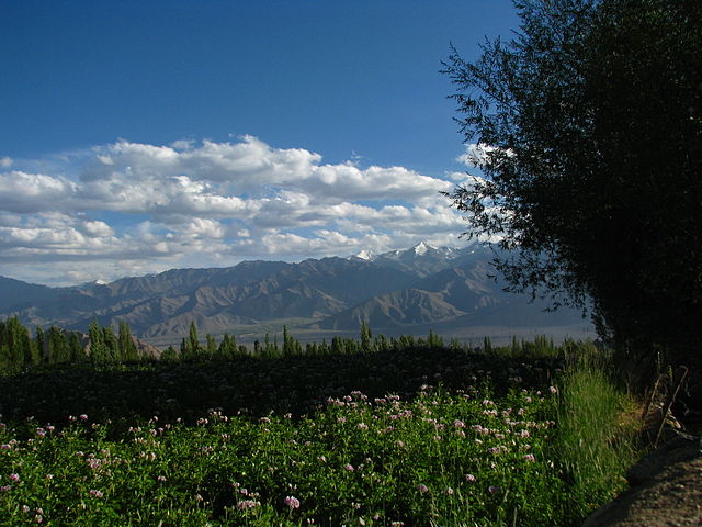 Image: India   Ladakh   Leh   053   flower fields outside my guesthouse (3844435507)