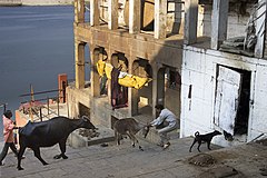 A street scene by the Ganges with cows and a donkey Varanasi Benares India