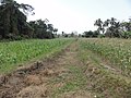 Inland valley rice cultivation around Bo, Sierra Leone - panoramio (2).jpg