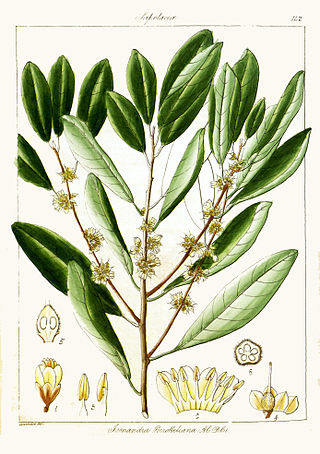 <i>Isonandra</i> Genus of flowering plants