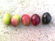 Syzygium cumini fruit color changing from green to pink to blood red to black as it matures Jambhul 5.jpg