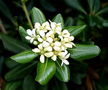 Pittosporum tobira (flowers) (Japanese Cheesewood) Inflorescence