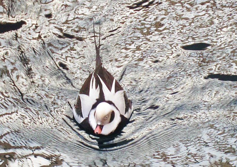 File:Je suis bien heureux de vivre sous la coupole du Biodôme. - I am very glad to live under the cupola of the Biodome in Montreal, Québec, Canada - panoramio.jpg