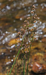 Long-anthered rush (Juncus macrandrus) close