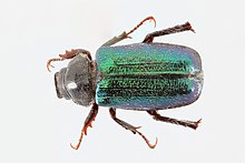 Июньский жук (вверху) - Dichelonyx sp. (48756613076) .jpg