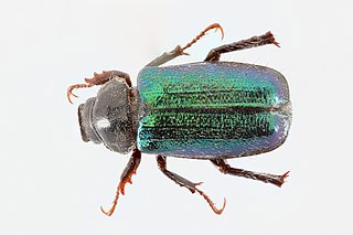 <i>Dichelonyx</i> Genus of beetles