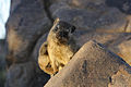 * Nomination Young rock dassie, Quivertree Forest, Namibia. By User:Hans Stieglitz --Basile Morin 17:43, 14 September 2020 (UTC) * Promotion  Support DoF is arguable, but a cute, sharp face. -- Ikan Kekek 22:12, 14 September 2020 (UTC)