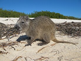 Hutia cubana (Capromys pilorides)